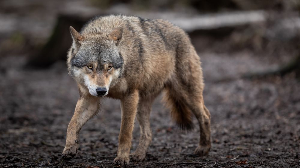 Vlk došel z Oregonu do Kalifornie, kde žili vlci naposledy před sto lety