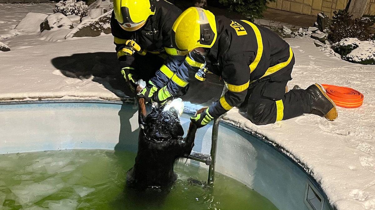 Pes se probořil do zledovatělého bazénu, zachránit ho museli hasiči