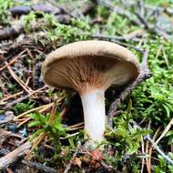 Čechratka podvinutá (Paxillus involutus) byla dlouho považovaná za jedlou, nově je považovaná za jedovatou.