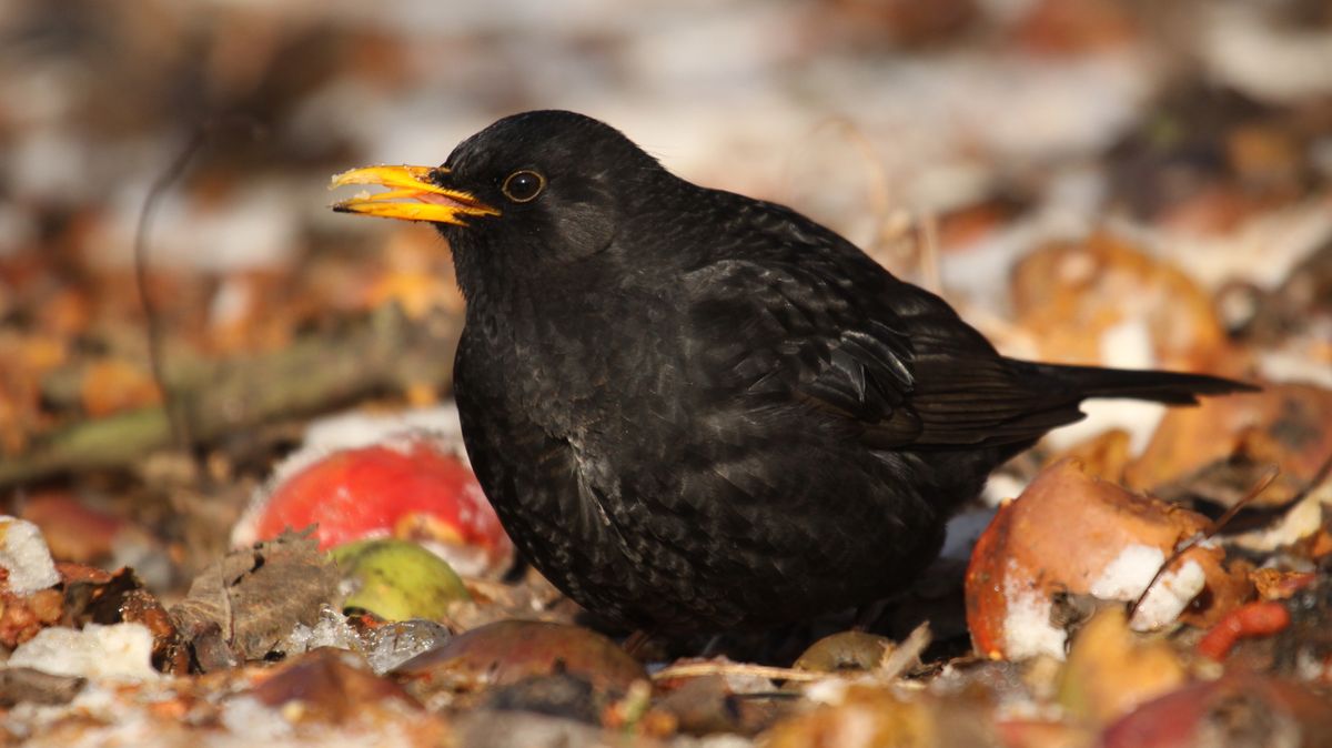 Ptačí hodinka s rekordy: takřka 40 tisíc lidí, 800 tisíc ptáků. Kosi letos překvapili