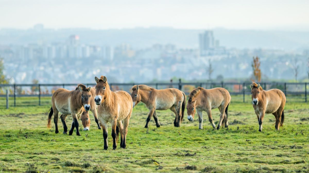 Pražská zoo vyšle do Zlaté stepi v Kazachstánu čtyřicet koní Převalského