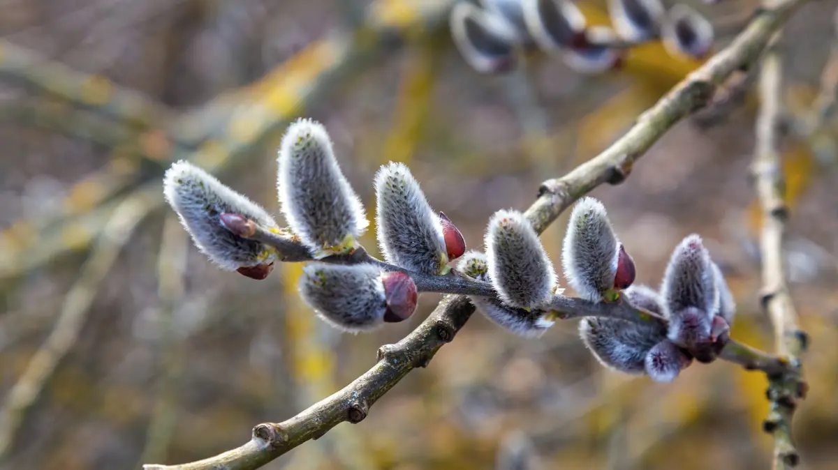 Květná neděle oslavuje příjezd Krista do Jeruzaléma