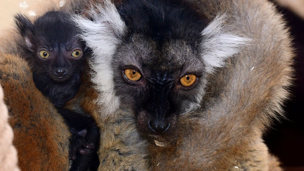 Dvojčata ohrožených lemurů tmavých se narodila v olomoucké zoo