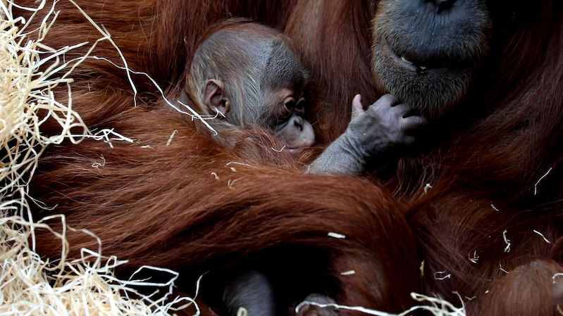 Pražská zoo slaví, narodilo se tam mládě orangutana
