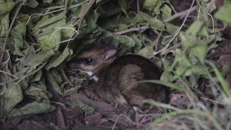 Zoo ve Vratislavi zachytila na videu narození vzácného kančila