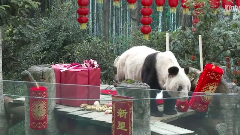 Pošla panda Sin Sing. Bylo jí 38 let a měla 153 potomků