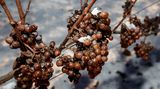 Vinaři u Pálavy sklidili hrozny na ledové víno, dvě deci vyjdou na tři stovky