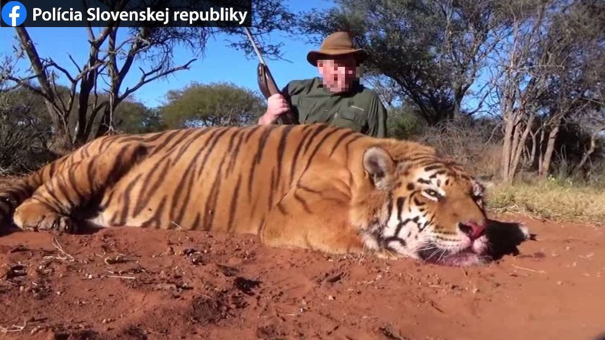 Slovák ulovil v Africe tygra a nechal si ho vycpat, hrozí mu až pět let vězení