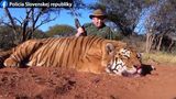 Slovák ulovil v Africe tygra a nechal si ho vycpat, hrozí mu až pět let vězení