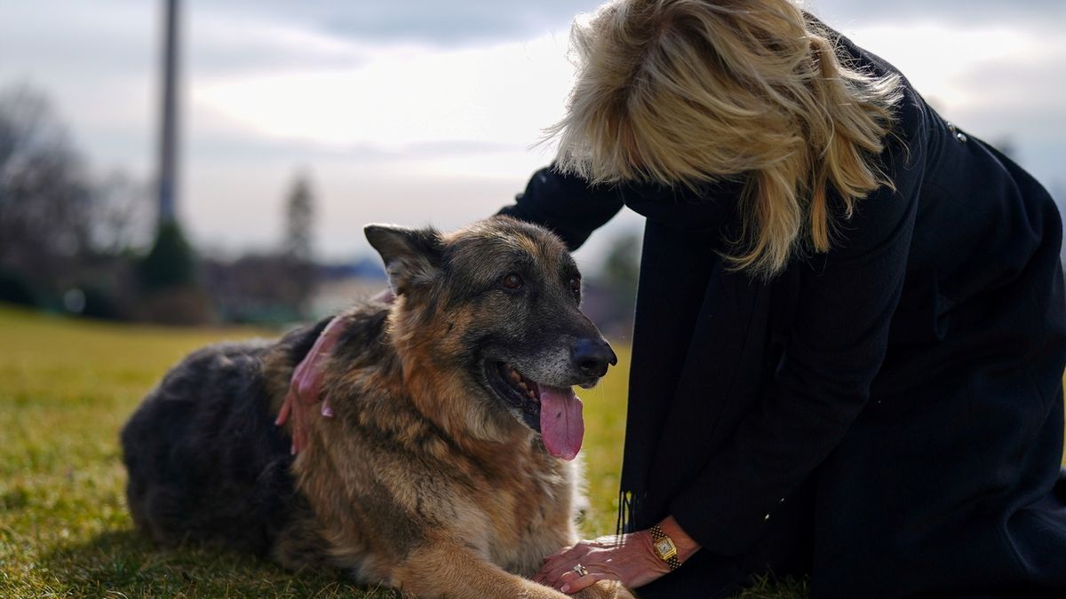 Uhynul německý ovčák Champ, pes amerického prezidenta Bidena