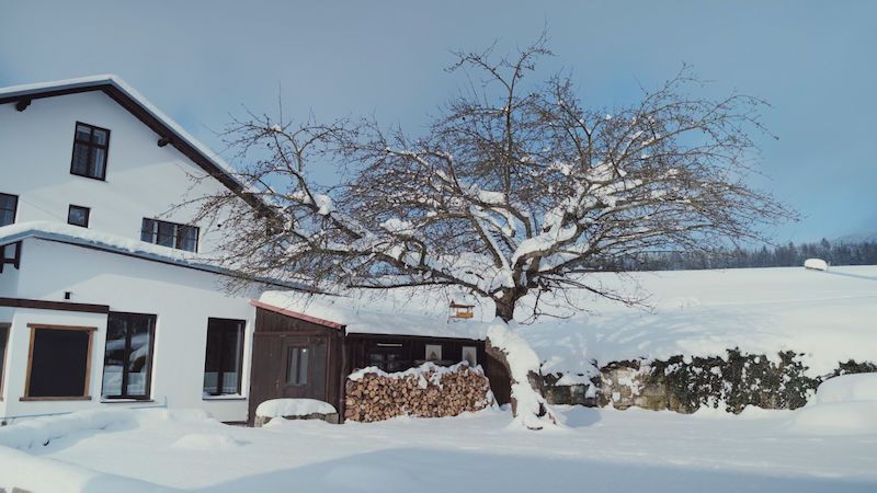 Jabloň u Lidmanů na Náchodsku soutěží o titul Evropský strom roku