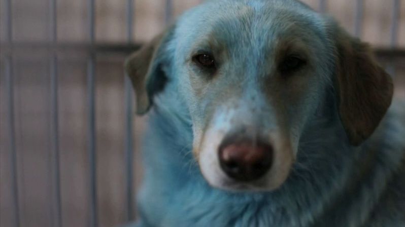 V Rusku odchytili smečku psů s modrou srstí. U chemičky