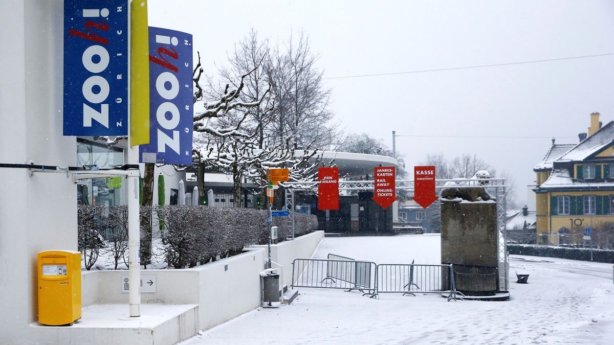 Zoo v Curychu je zatím uzavřená, ale od března by se měla otevřít.