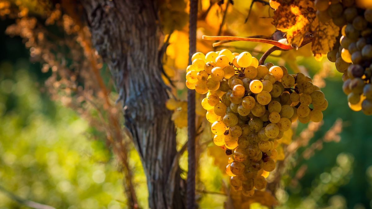 Svým ryzlinkem rýnským boduje české vinařství i ve světě
