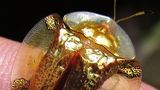 Přezdívá se mu zlatá želva. Unikátní hmyz připomíná létající poklad