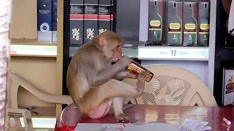 Opice vlezla do obchodu s alkoholem a otevřela si láhev. Sušenka ji nezajímala