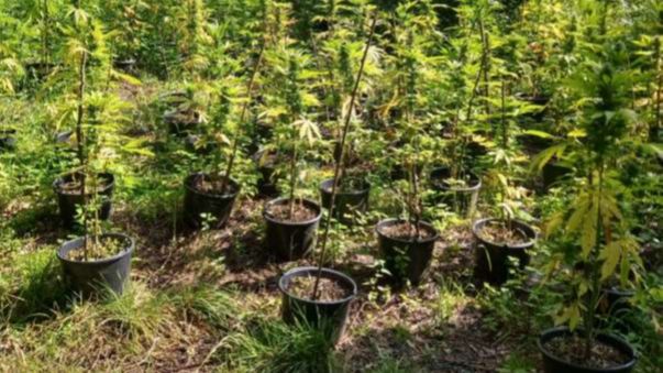 Muž na Litvínovsku našel místo hub marihuanu