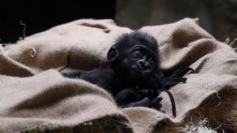 Předčasně narozené mládě gorily se poprvé setkalo s rodinou