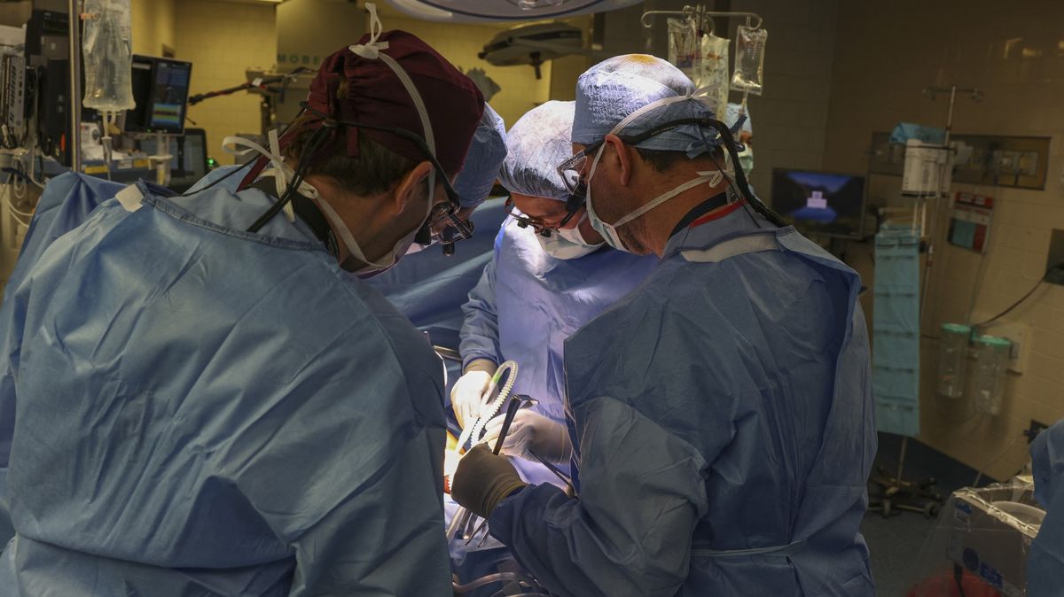 Američané úspěšně transplantovali člověku prasečí ledvinu, už vyrábí moč