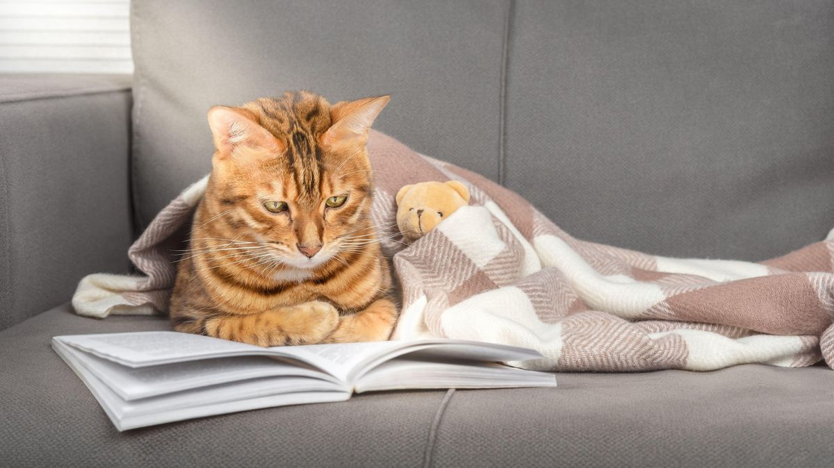Knihovna odpustí Američanům pokuty, stačí k tomu fotka kočky