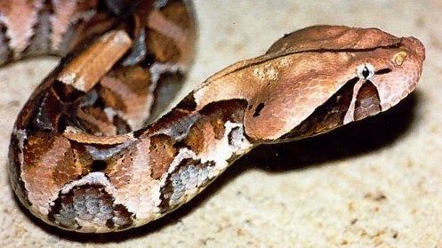 Muže na Lounsku uštkla smrtelně jedovatá zmije gabunská