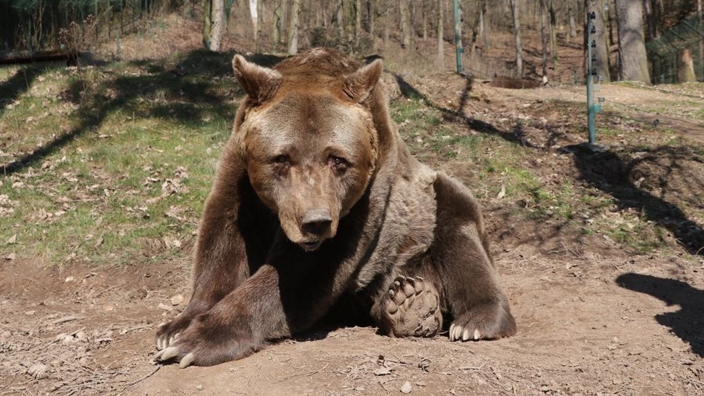 Medvědího veterána Pištu musela plzeňská zoo utratit