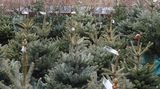 Ceny vánočních stromků neporostou, čeští pěstitelé jich mají dostatek
