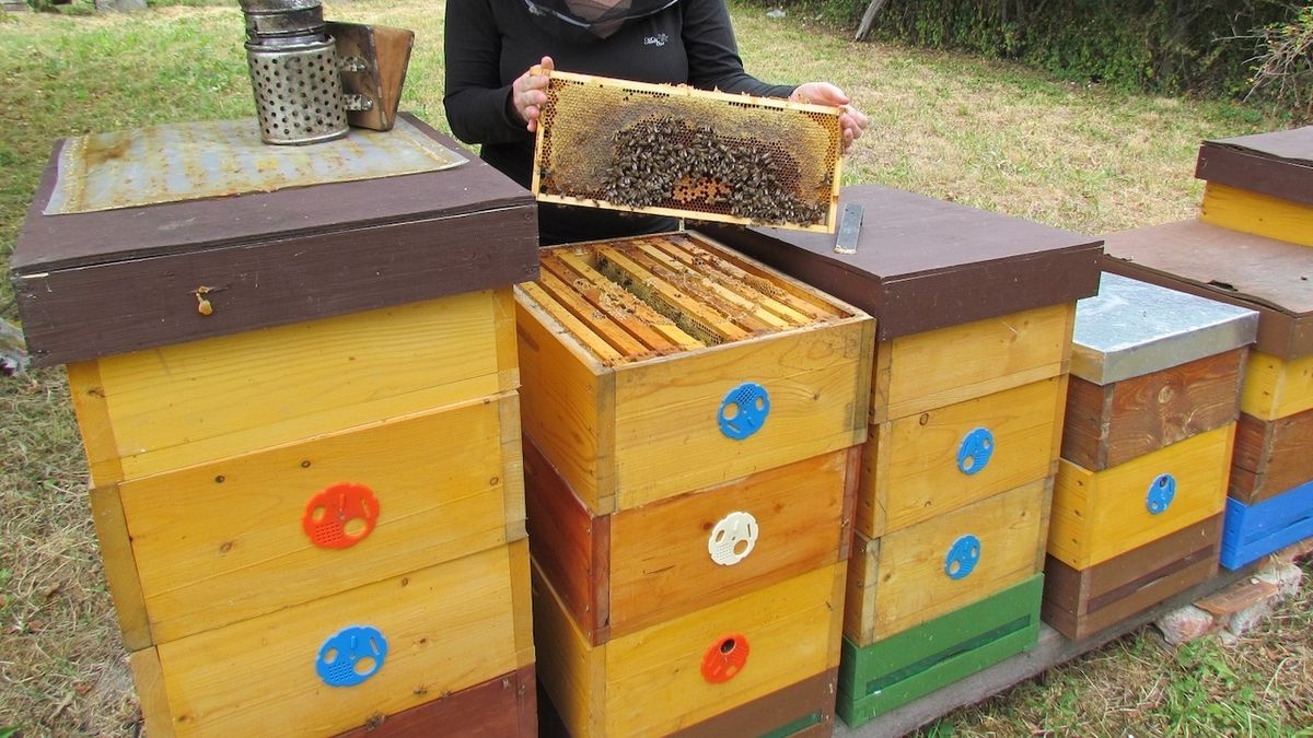 Dosud museli mít včelaři vyšetření včelstev na mor jen jednou za rok.