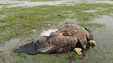 Na Klatovsku zřejmě někdo otrávil čtyři orly mořské