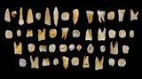 Nepřepisujte evoluci kvůli zubům z čínské jeskyně, vzkazují vědci po nové analýze
