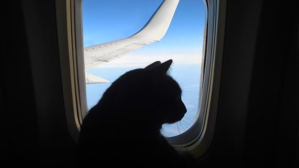 Kočka se nepozorovaně proplížila do letadla (ilustrační foto).