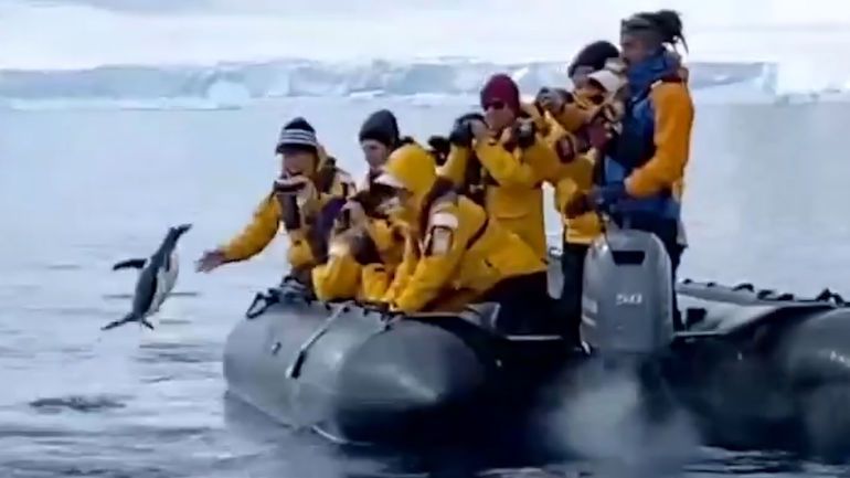 Tučňáka před jistou smrtí zachránil veleskok na člun plný turistů