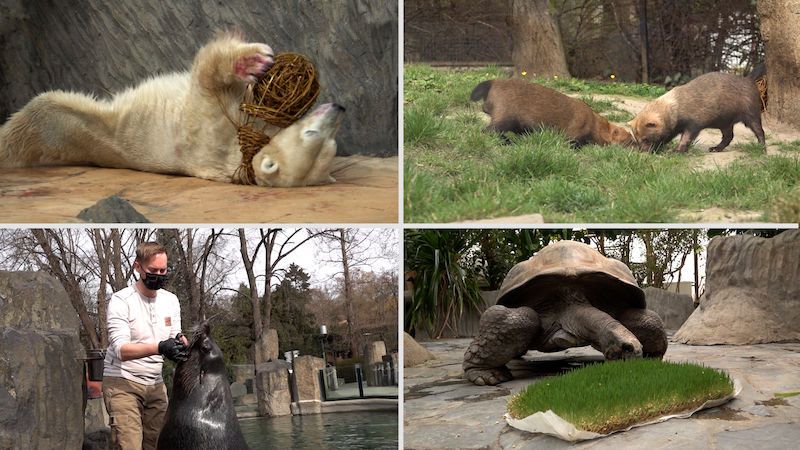Velikonoční nadílku dostali v pondělí i obyvatelé trojské zoo