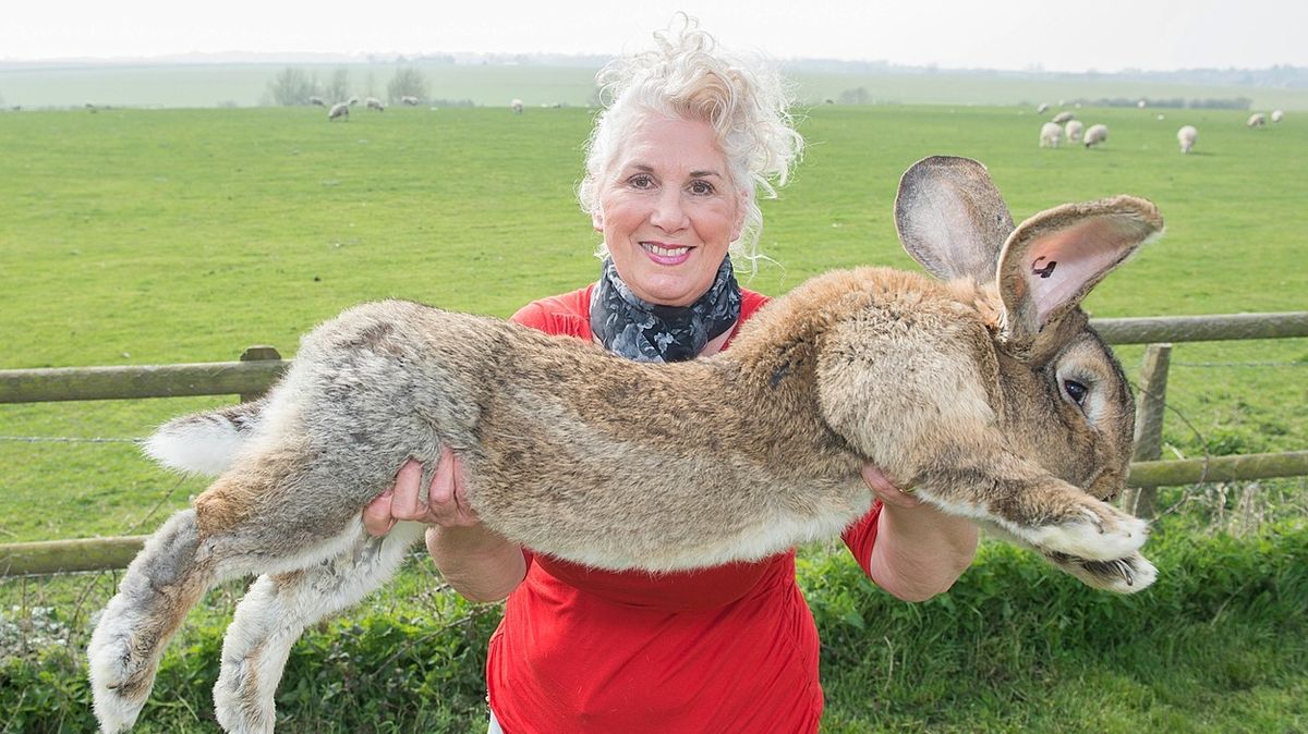 Hvězdě Playboye někdo ukradl největšího králíka světa
