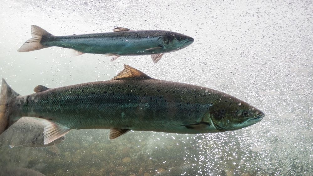 Uniklý chlor v norských sádkách zabil téměř sto tisíc lososů
