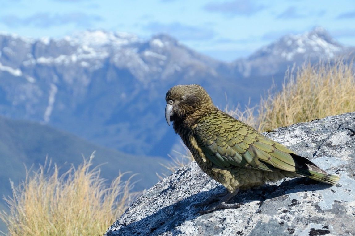 Jedním z ptáků, který vděčí za svou existenci tomuto procesu, je nestor kea, jediný horský papoušek, který žije na Jižním ostrově Nového Zélandu.
