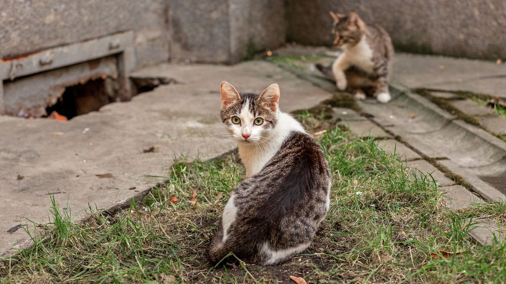 Brit žije v domě se 70 kočkami. Před vchodem mu protestují ochránci zvířat