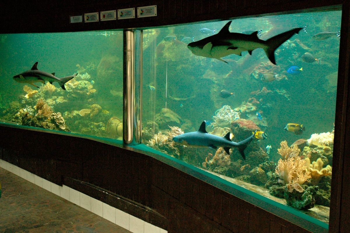 Akvaristika má v olomoucké zoo dlouholetou tradici.