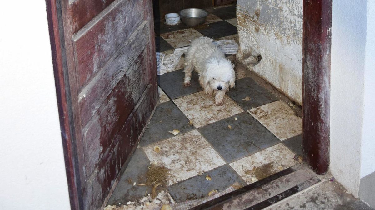 Na Slovensku odhalili ilegální množírnu psů. Zvířata žila ve špíně a výkalech