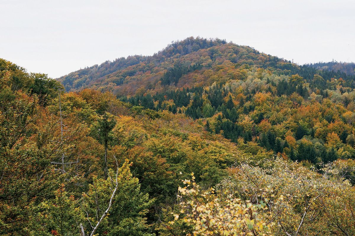 Výhled ze Skalního hradu na les, který je od léta na seznamu UNESCO.
