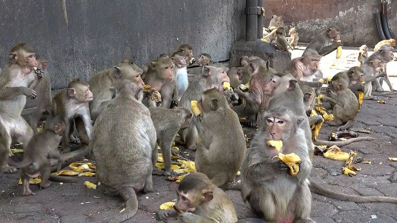 Kradou brýle, skáčou po autech. Thajské město znovu terorizují tisíce opic