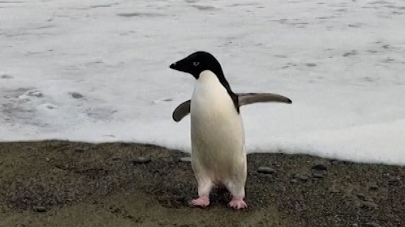 Tučňák zabloudil a omylem urazil tři tisíce kilometrů
