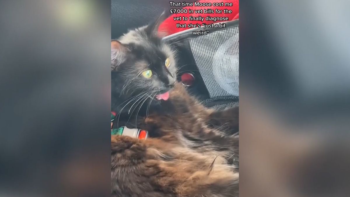 Utratila téměř 200 tisíc za veterináře, aby jí řekli, že je její kočka „divná“