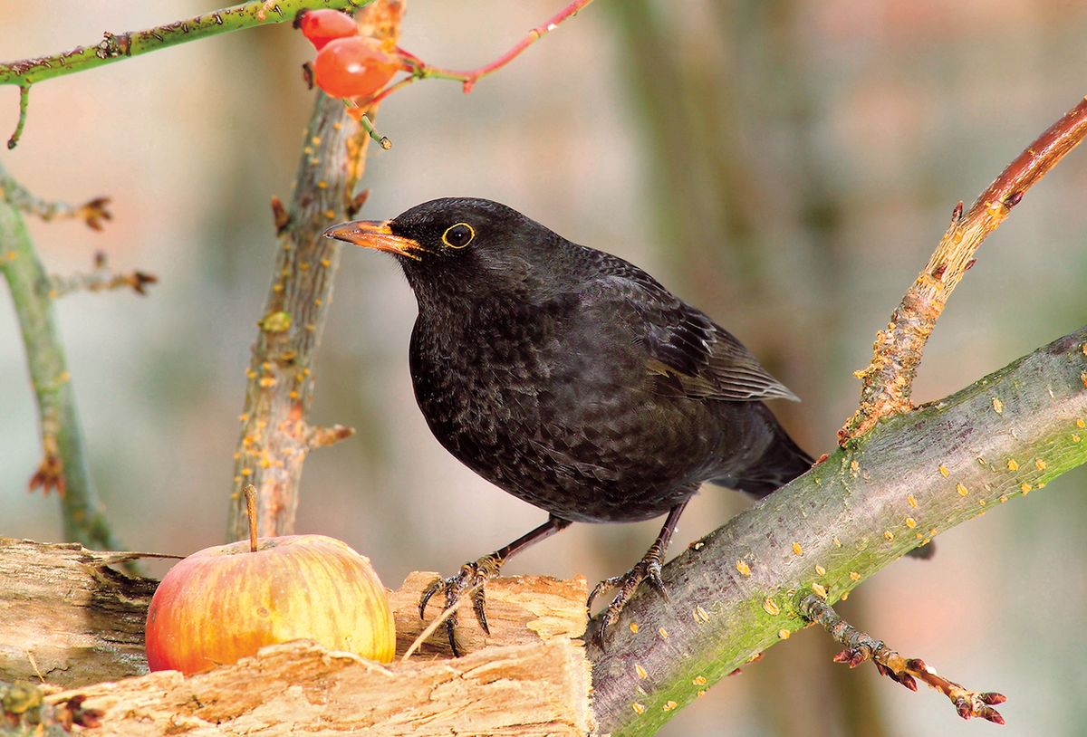 Dospělý sameček je celý vyfiknutý v černém a dlouhý téměř 30 cm. Stejně jako jeho družka zbožňuje šťavnaté plody včetně šípků a jablíček.