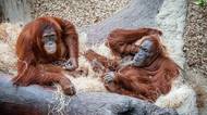 V pražské zoo utekli orangutani