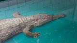 Do ZOO ve Dvoře Králové připutoval tajemný krokodýl ze Španělska