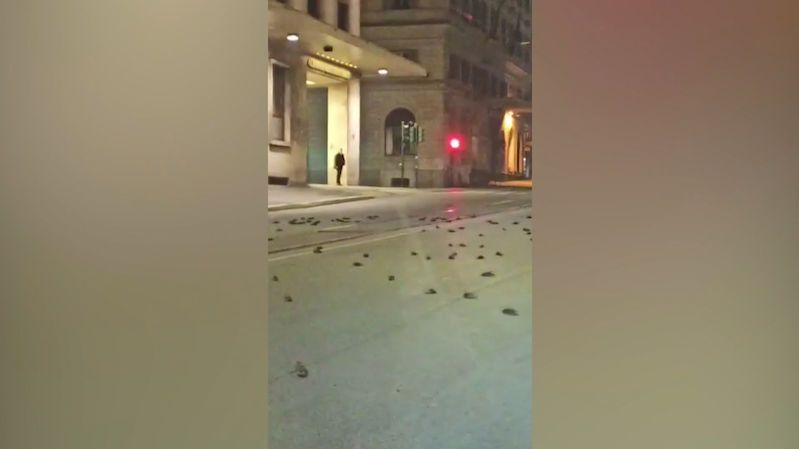 V ulicích Říma byly po silvestrovských ohňostrojích stovky mrtvých ptáků