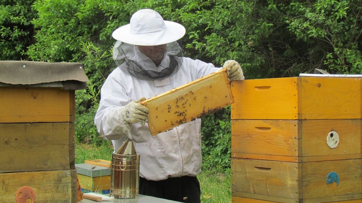 Včelař při prohlídce úlů