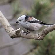 Mlynařík dlouhoocasý