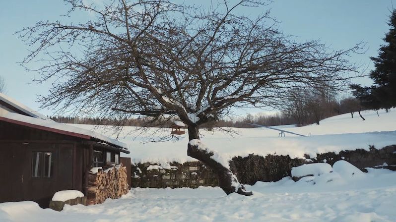 Češi do soutěže o evropský strom roku letos posílají jabloň